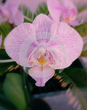 Orquidea photo