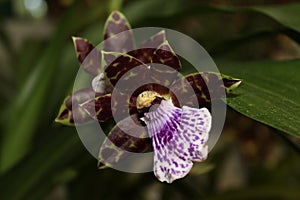 Orquidea Cattleya Aclandiae