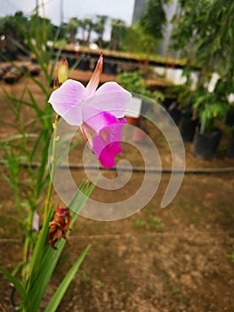 Orquidea enana photo