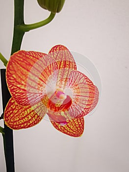 Orquidea durazno photo