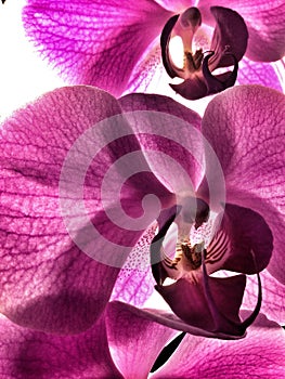 Orquidea flower photo