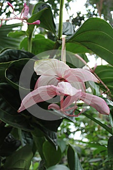 Orquidea flowers photo