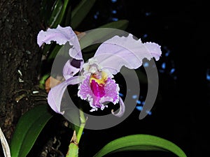 Orquidea in the garden amazonic flower photo