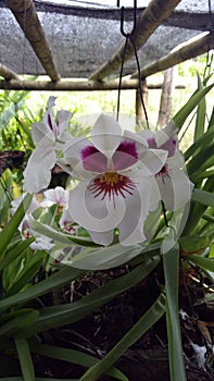 Orquidea photo