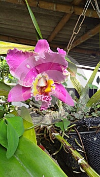 Orquidea photo