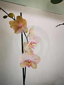 Orquidea moteada amarilla