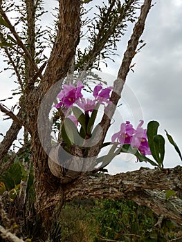 Orquidea orchid flower photo