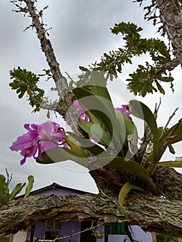Orquidea orchid flower photo
