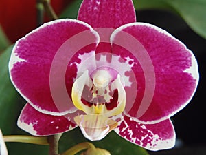 Orquidea photo