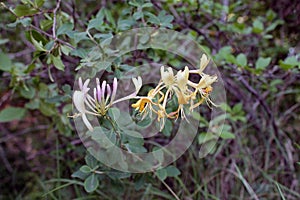 Orquidea Salvaje photo