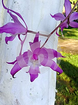 Orquideas floreciendo a la sombra de un limonero photo