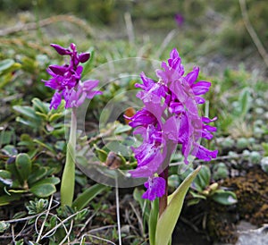 Wild purple orchids on the mountain photo