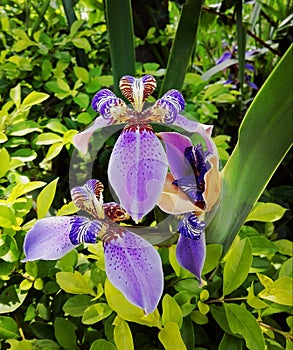 OrquÃÂ­dea photo