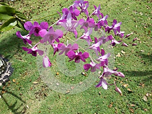The OrquÃÂ­dea