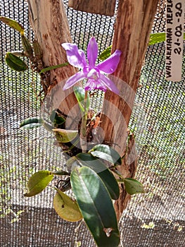 OrquÃÂ­dea walkeriana
