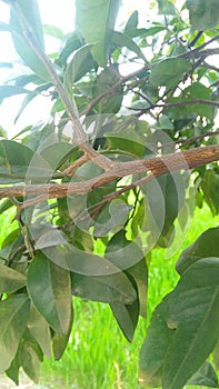 Orrange tree branch with green leaves