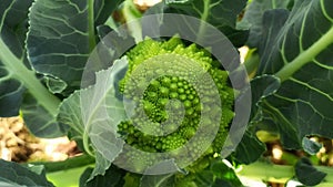 Ortaggi - pianta del cavolo broccolo romano photo