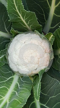 Ortaggi verdura - la pianta di cavolfiore bianco photo