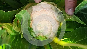 Ortaggi verdura - la pianta di cavolfiore bianco photo
