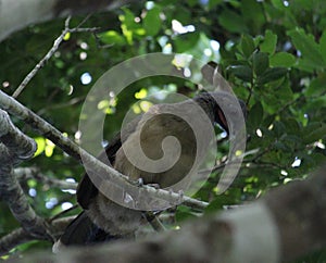 Ortalis vetula bird species on a tree branch