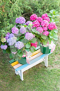 Ortensia flowers - Hydrangea - as decoration garden. Romantic and delicate gift photo