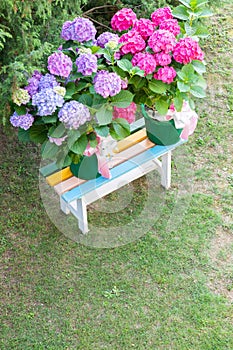 Ortensia flowers - Hydrangea - as decoration garden. Romantic and delicate gift photo