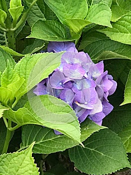 Ortensia Hydrangea Flower photo