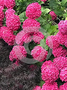 Ortensia Hydrangea Flower