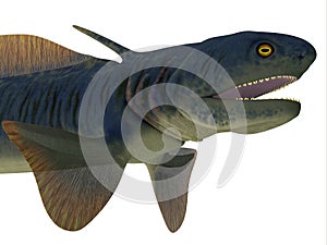 Orthacanthus Shark Head