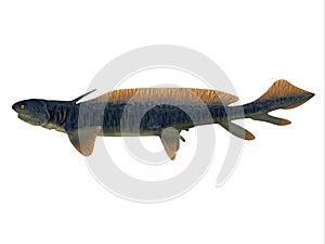 Orthacanthus Shark Side Profile