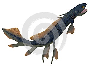 Orthacanthus Shark Tail