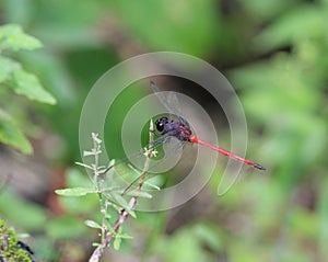 Orthemis sp. genus dragonfly extended wings