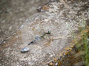 Orthetrum albistylum skimmer dragonfly on concrete divider 4 photo