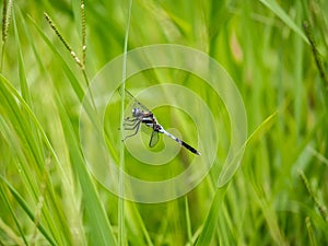 Orthetrum albistylum skimmer dragonfly on grass 2 photo
