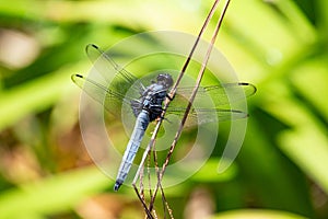 Orthetrum albistylum speciosum that inhabits the pond of the park. photo