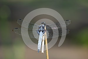 Orthetrum albistylum speciosum that inhabits the pond of the park. photo