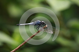 Orthetrum albisum perching on a branch