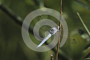Orthetrum brunneum, the southern skimmer, is a species of skimmers belonging to the family Libellulidae