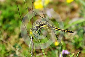 Orthetrum cancellatum,female European dragonfly