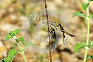 Orthetrum cancellatum,female European dragonfly