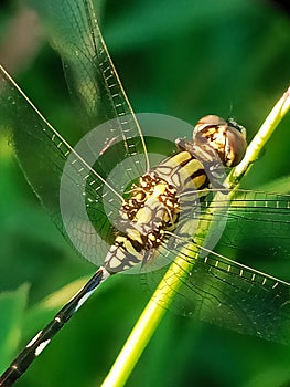 Orthetrum sabina