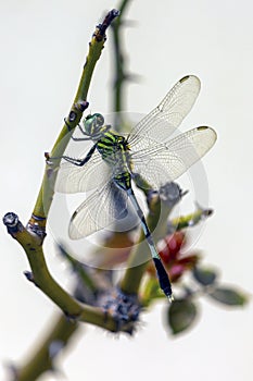 Orthetrum Sabina Dragonfly
