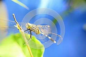 Orthetrum sabina is known as Capung bedak in Bahasa photo