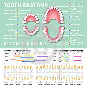Orthodontist human tooth anatomy vector infographics with teeth diagrams