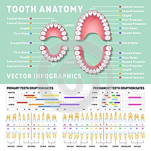 Orthodontist human tooth anatomy vector infographics with teeth diagrams photo