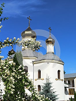 Orthodox temple in the foreground blooming jasmine bush