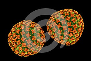 Orthohantavirus that causes hantavirus hemorrhagic fever with renal syndrome