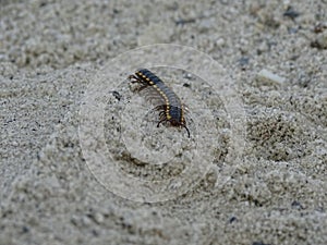 Orthomorpha coarctata or multi-legged insect, its body is black and slightly yellow on the left and right