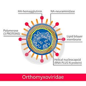 Orthomyxoviridae. Classification of viruses.