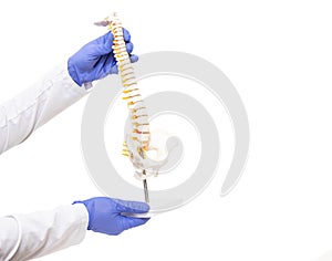 Orthopedic vertebrologist doctor holds a mock back spine on a white background. The concept of the treatment of spinal